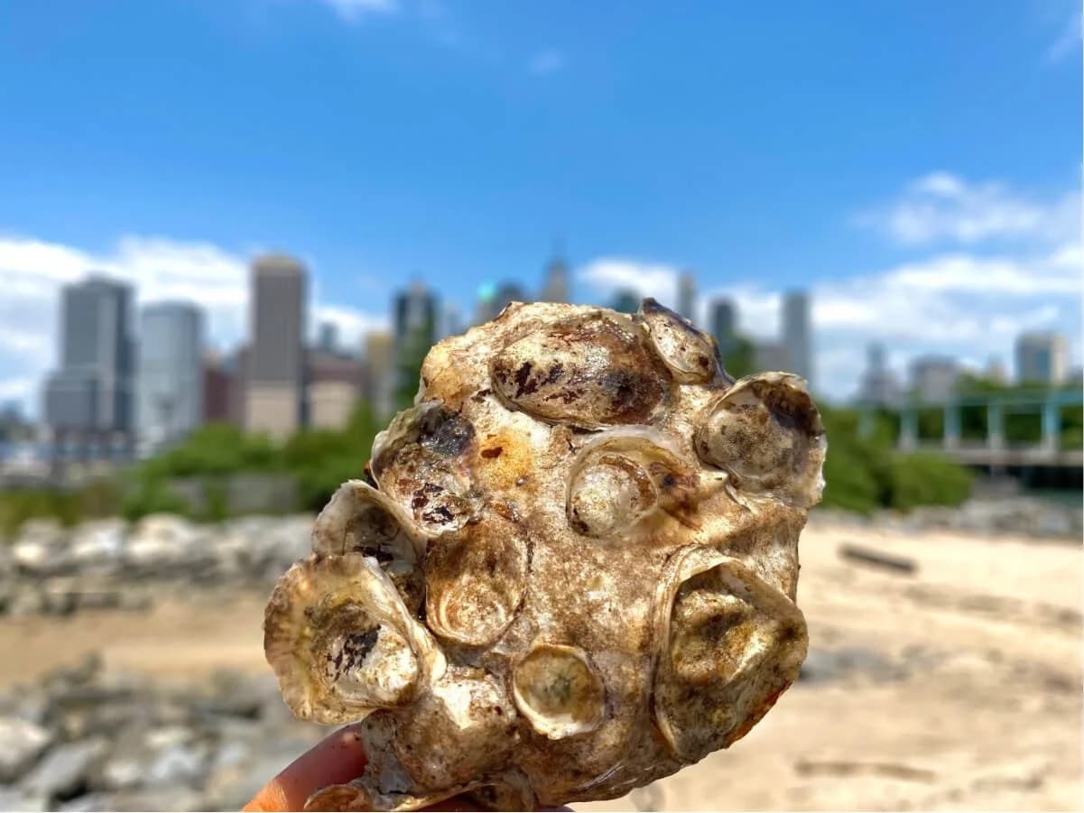 A New York Harbor oyster
